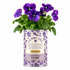 February Birth Flower - Personalised Grow Your Own Flower Gift