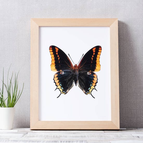 Butterfly Photographic Print