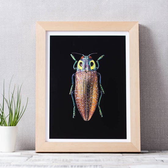 Beetle Photographic Print
