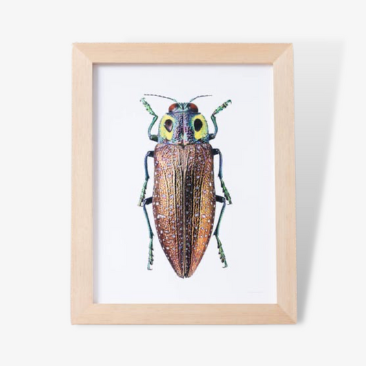 Beetle Photographic Print