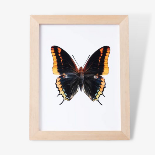 Butterfly Photographic Print