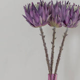 Purple Protea Dried Flowers