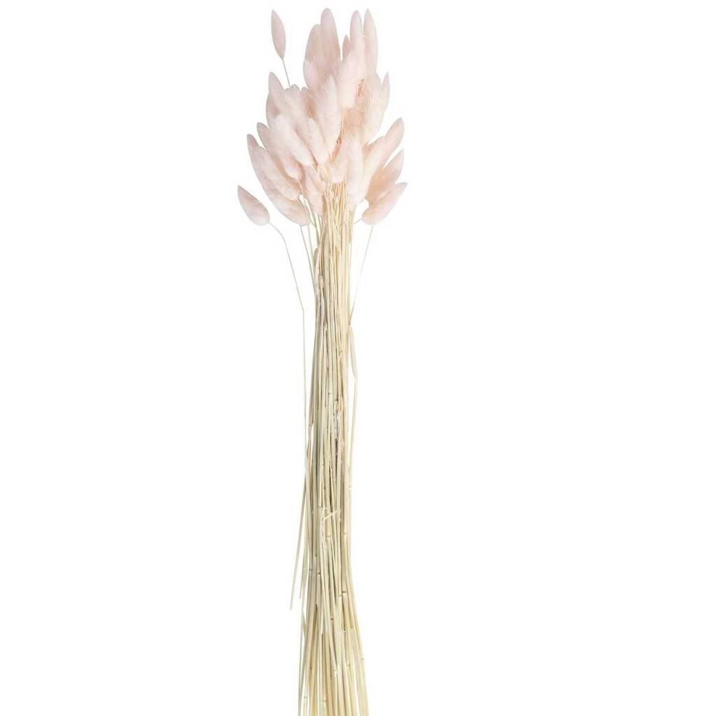 Soft Pink Bunny Tails Dried Grass